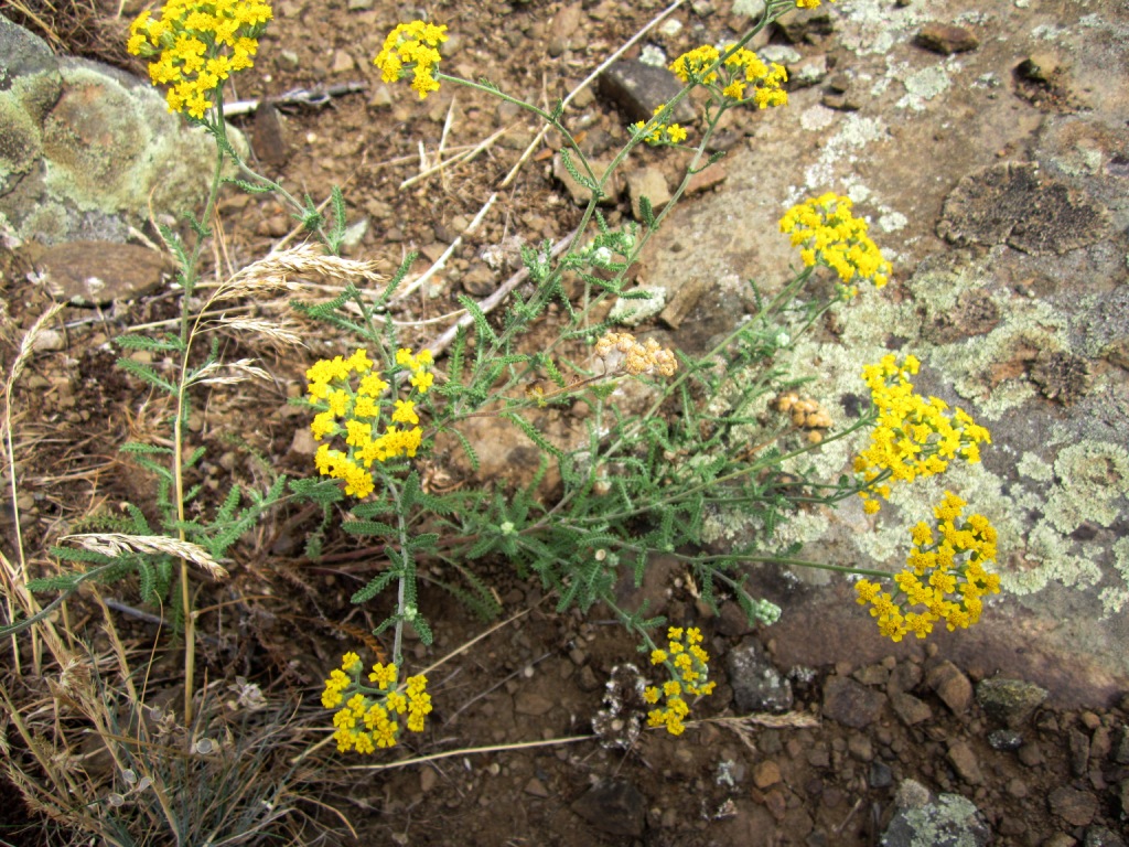 Image of Achillea leptophylla specimen.