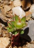 Androsace maxima. Плодоносящее растение. Израиль, горный массив Хермон. 02.06.2011.