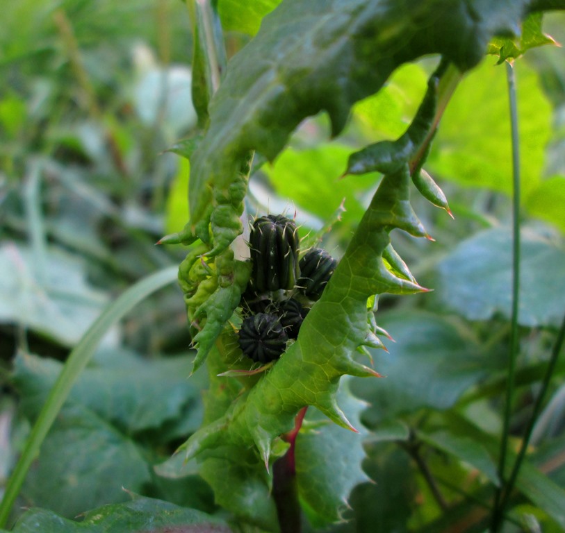 Image of Sonchus arvensis specimen.