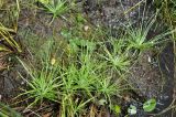 Смотреть изображение Eriocaulon chinorossicum