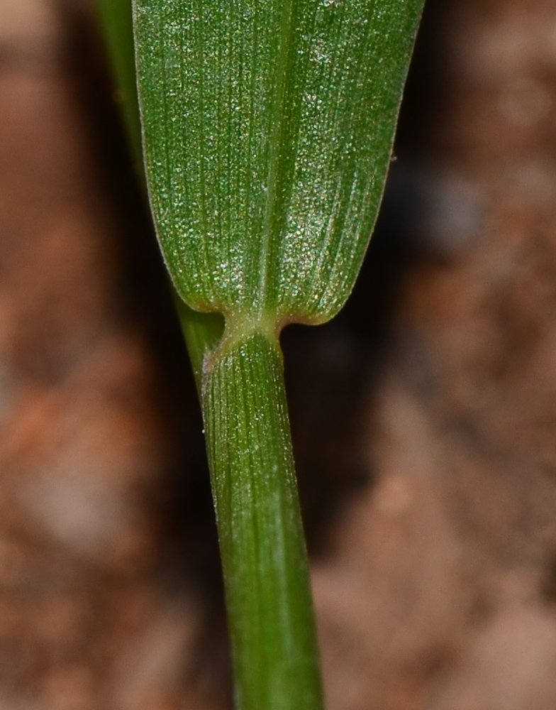 Image of Setaria adhaerens specimen.