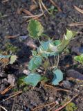 Berberis chilensis