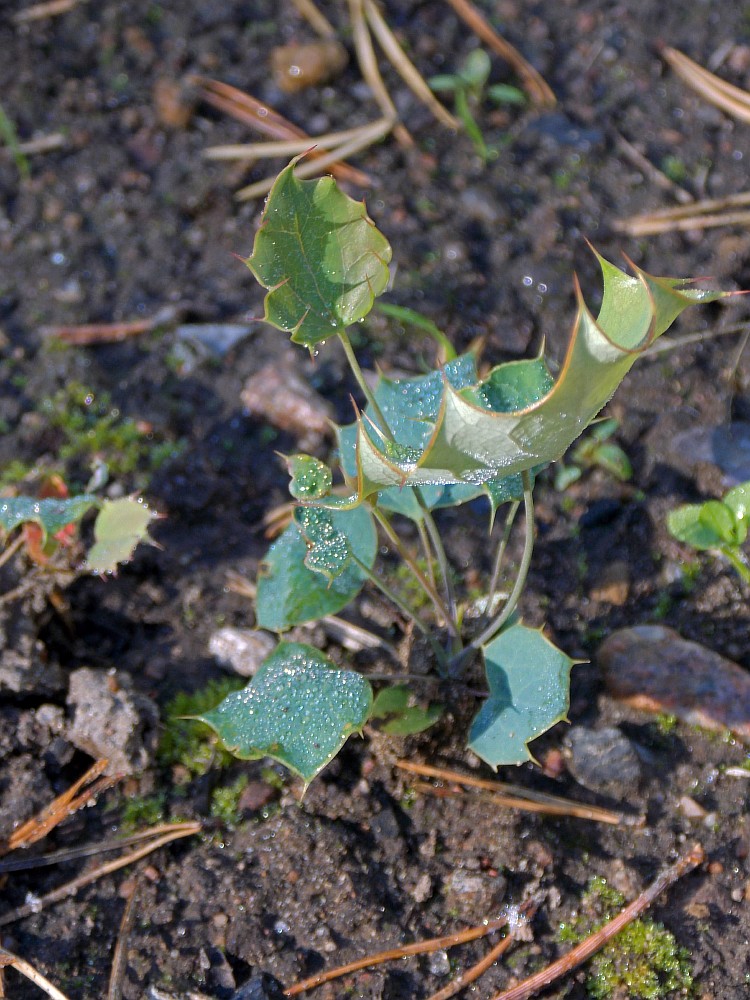 Image of Berberis chilensis specimen.