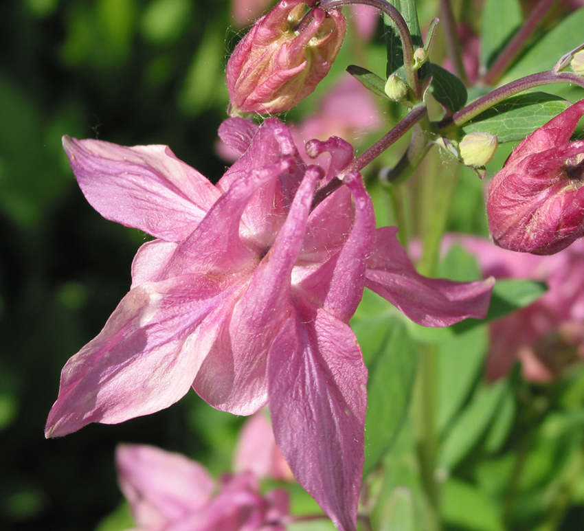 Image of Aquilegia vulgaris specimen.