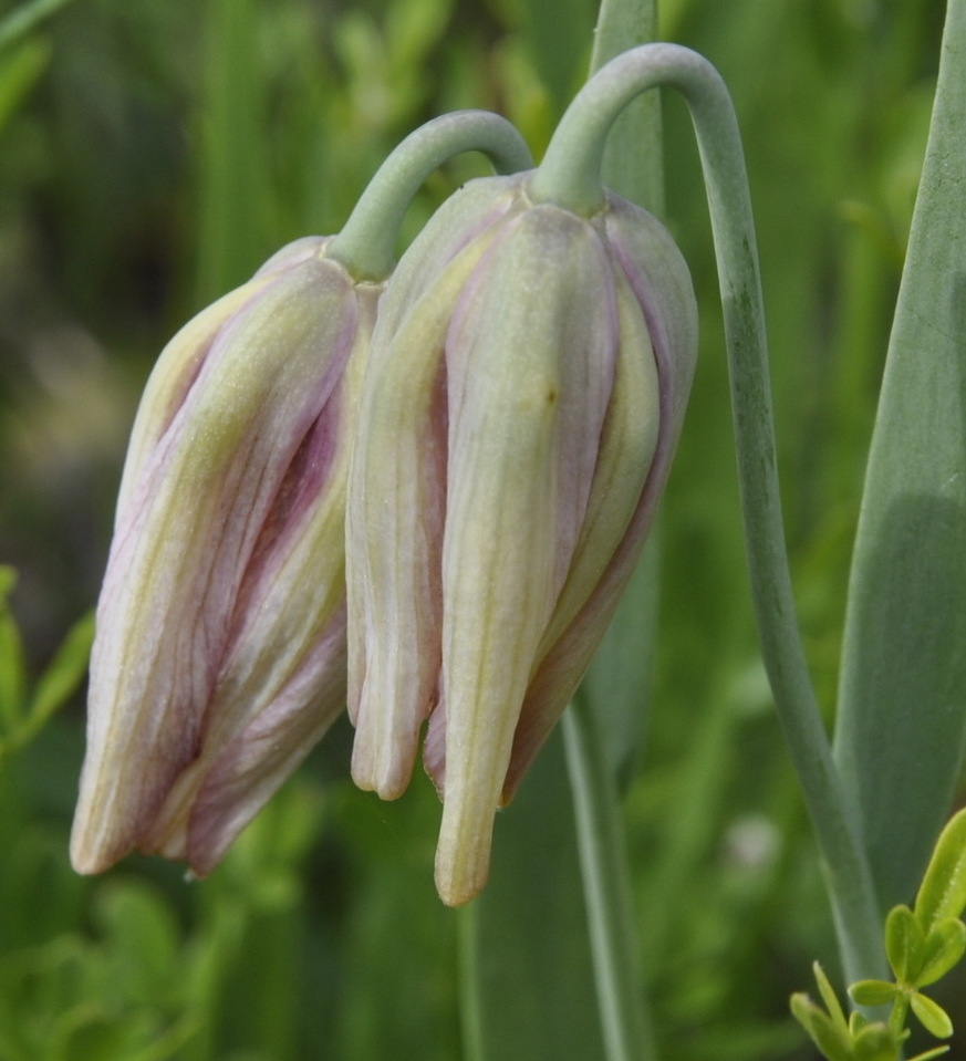 Изображение особи род Fritillaria.