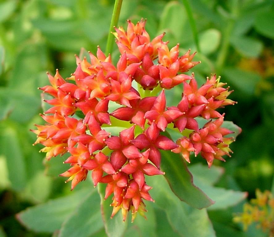 Image of Rhodiola rosea specimen.