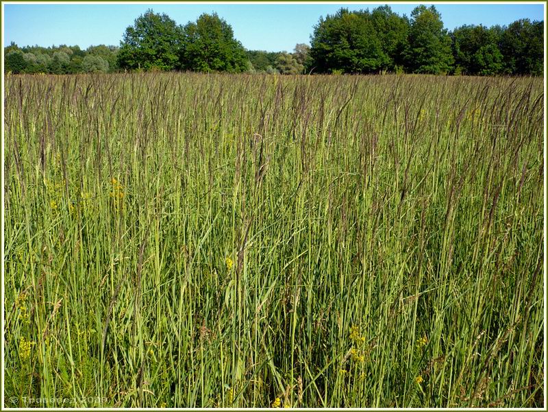 Изображение особи Calamagrostis epigeios.