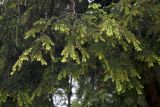 Tsuga canadensis. Ветви с шишками и молодыми побегами. Словения, г. Любляна, парк Тиволи. 07.05.2014.