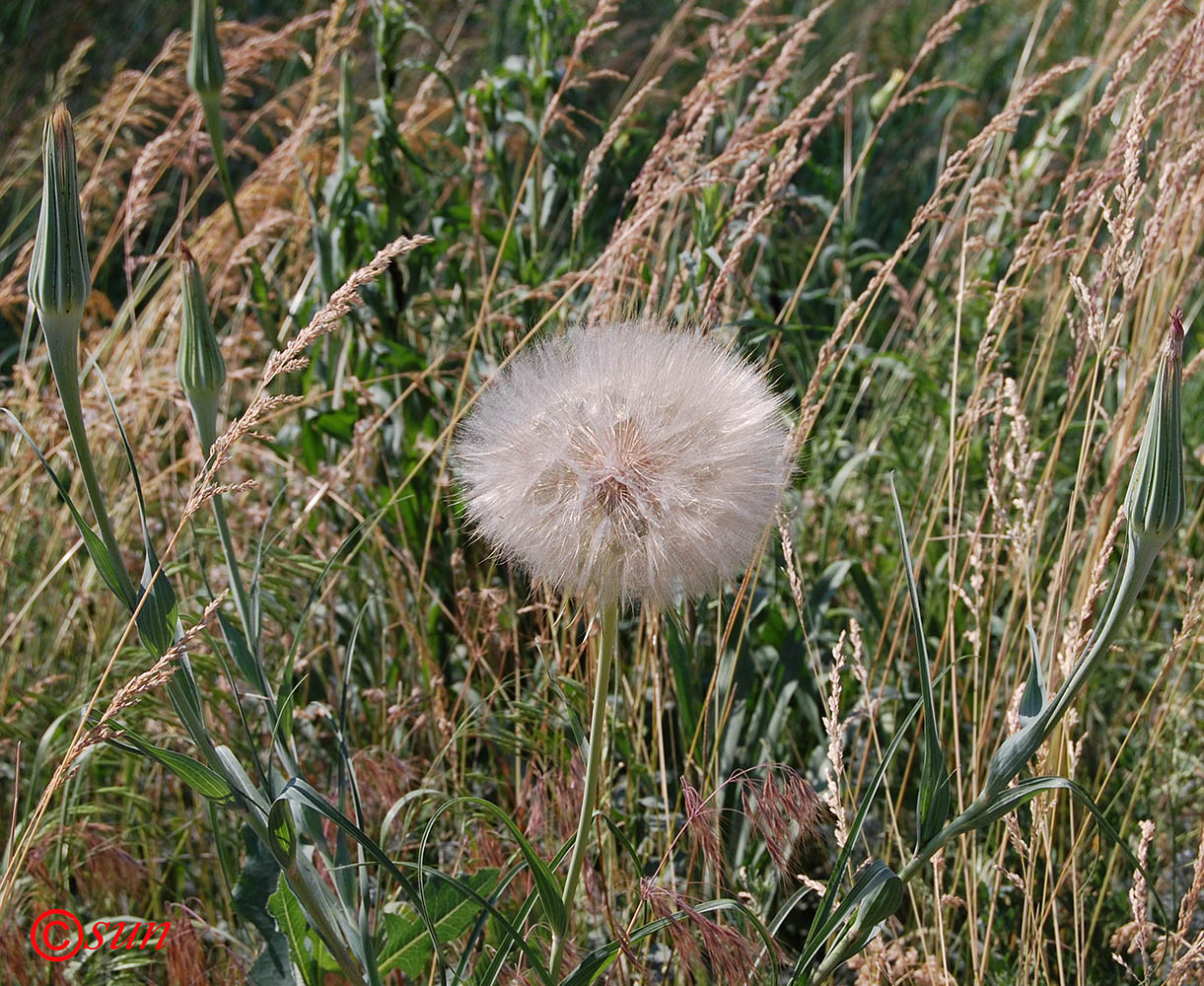 Image of Tragopogon dubius ssp. major specimen.