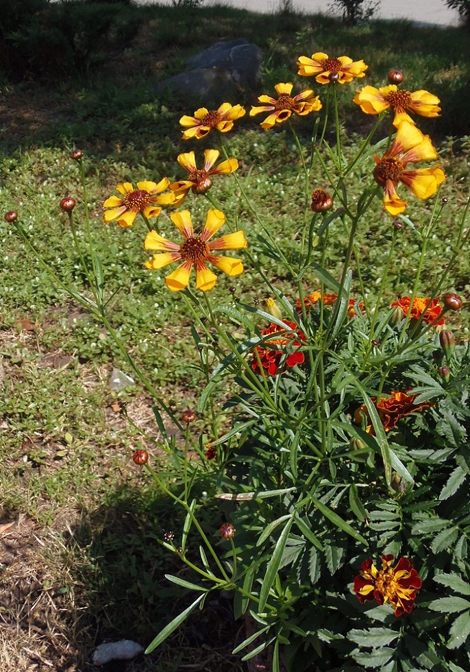 Изображение особи род Gaillardia.