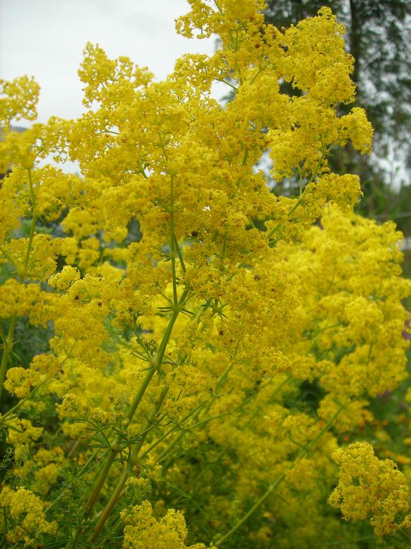 Image of Galium verum specimen.