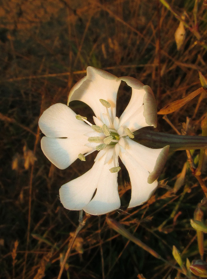 Image of Silene bupleuroides specimen.