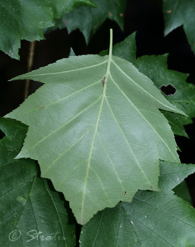 Image of Sorbus torminalis specimen.