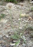 Leontodon asperrimus