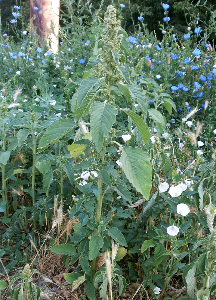 Изображение особи Amaranthus retroflexus.