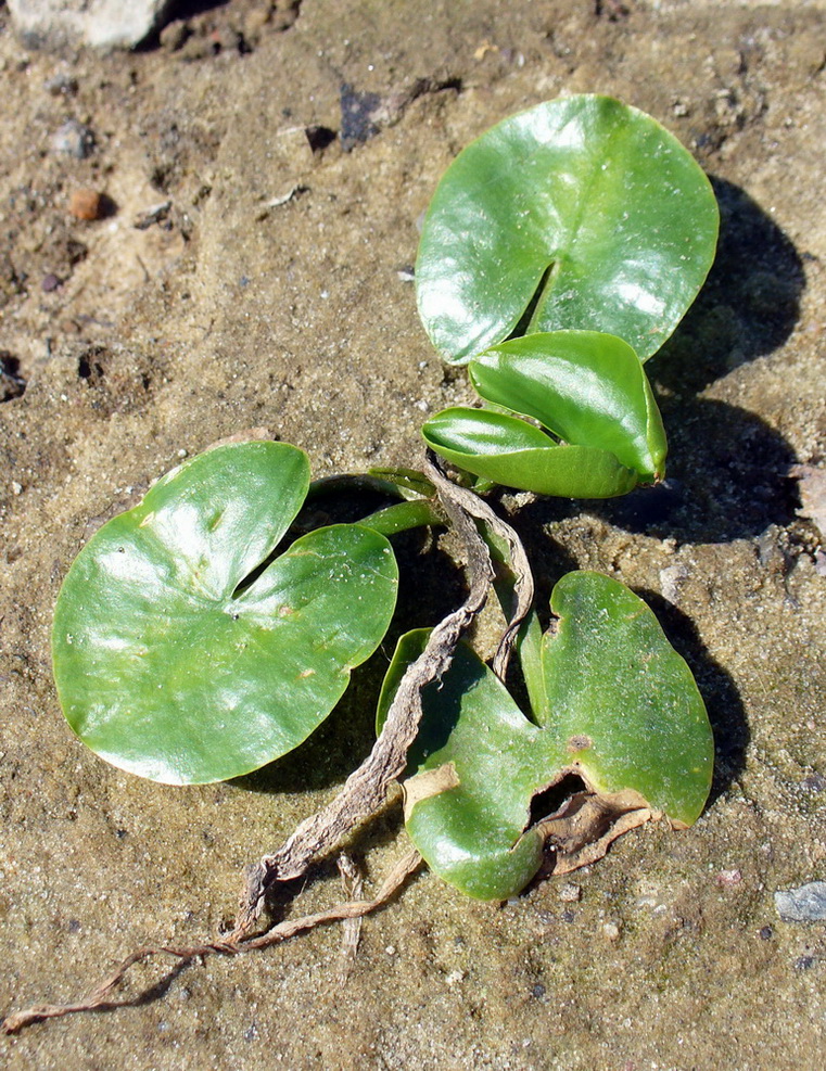 Image of Nuphar lutea specimen.