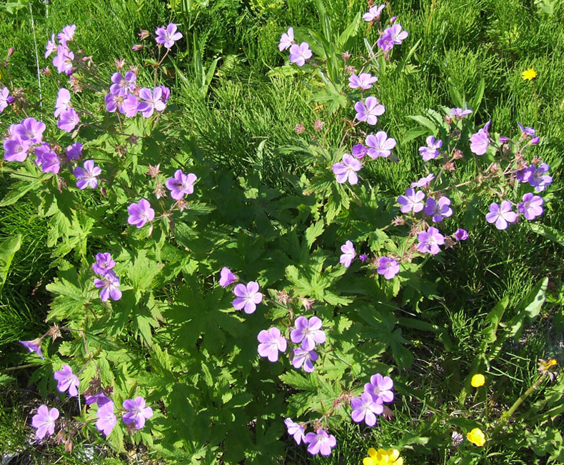 Изображение особи Geranium sylvaticum.