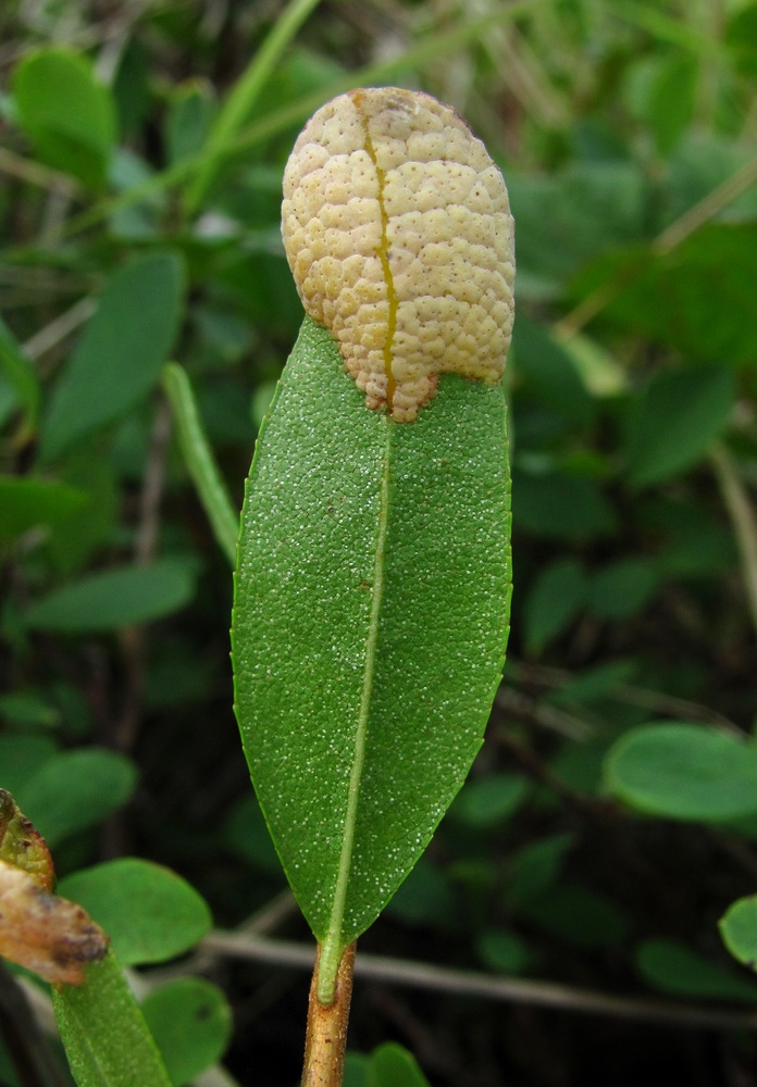 Image of Chamaedaphne calyculata specimen.