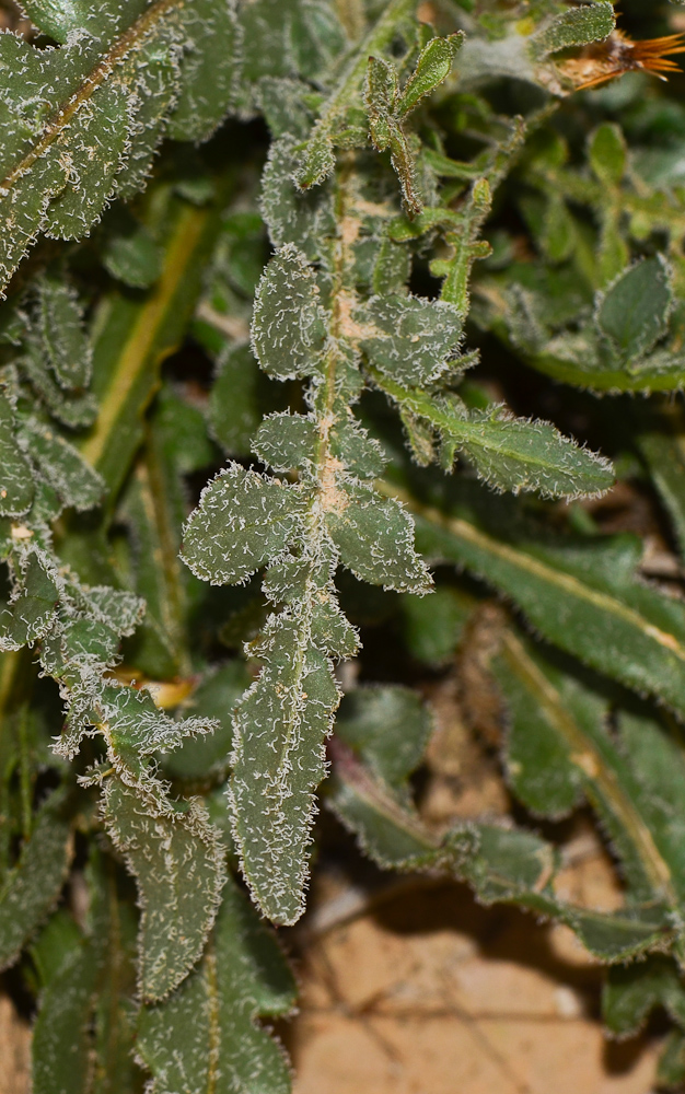 Image of Centaurea eryngioides specimen.