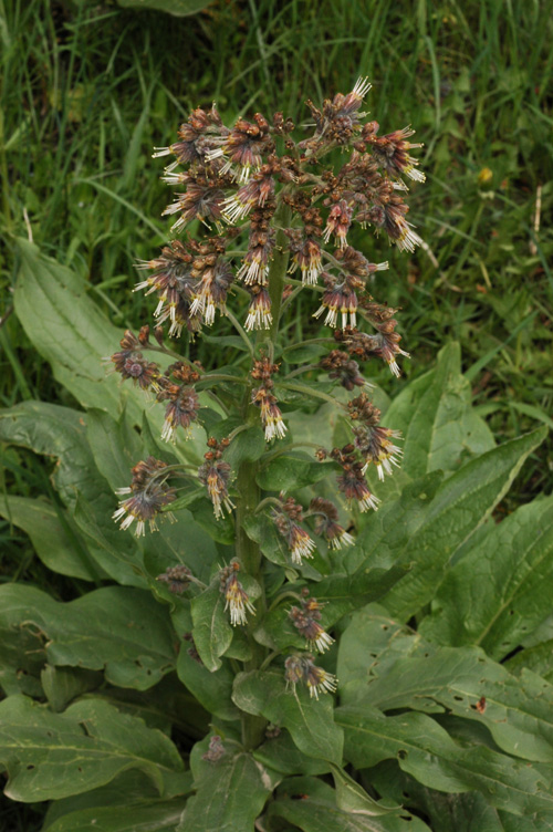 Изображение особи Solenanthus circinnatus.