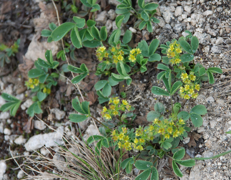 Image of Sibbaldia procumbens specimen.