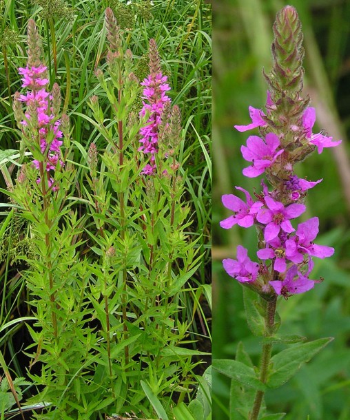 Image of Lythrum salicaria specimen.