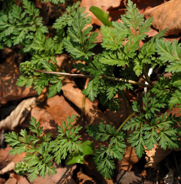 Image of Adonis amurensis specimen.