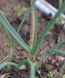 Allium staticiforme