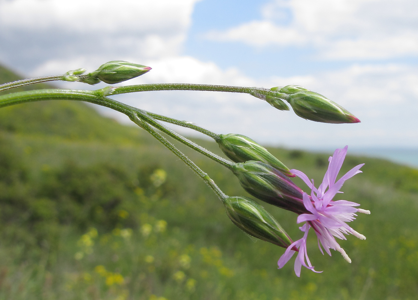 Изображение особи Crupina vulgaris.