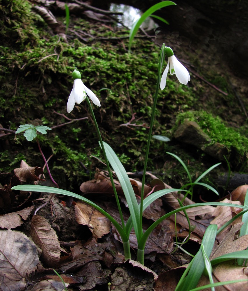 Image of Galanthus woronowii specimen.