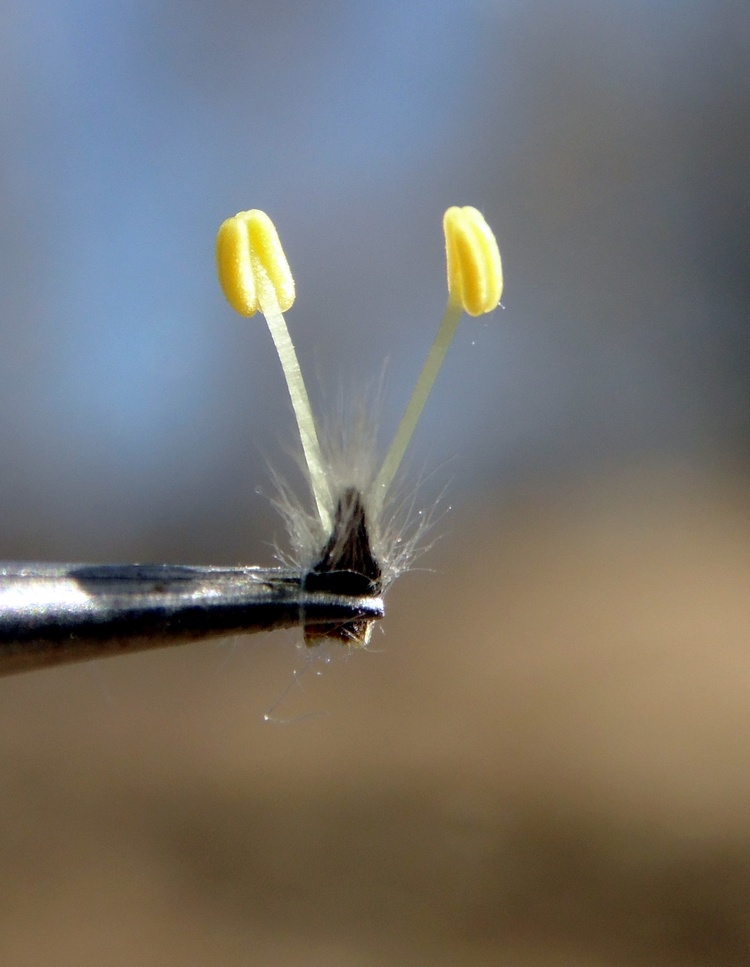 Image of Salix caprea specimen.