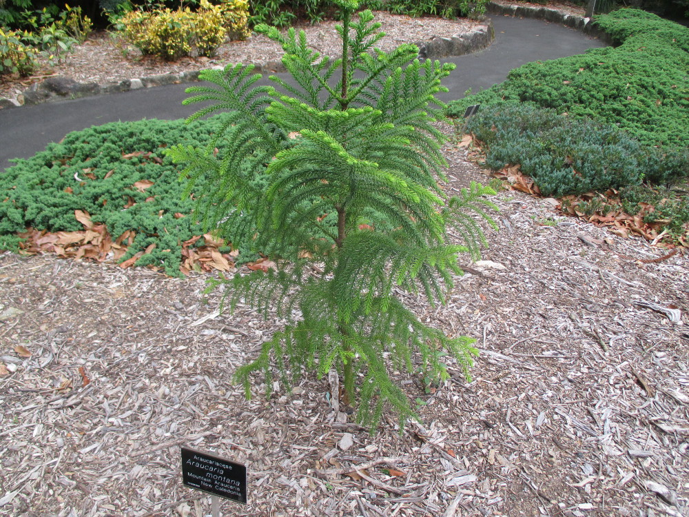 Image of Araucaria montana specimen.