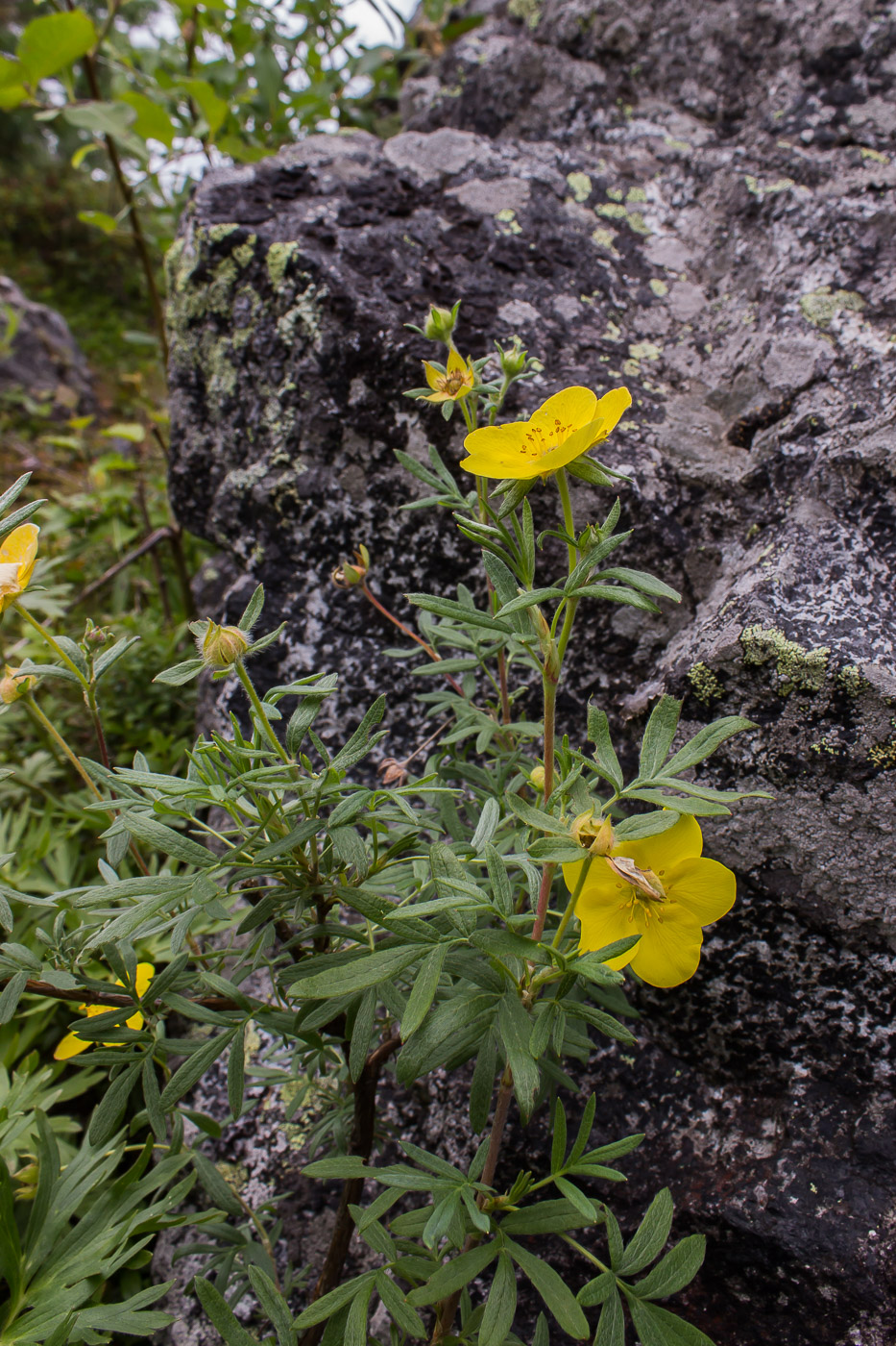 Изображение особи Dasiphora fruticosa.