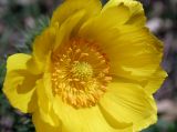 Adonis vernalis