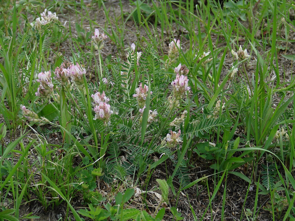 Image of Oxytropis candicans specimen.