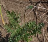 Erodium cicutarium