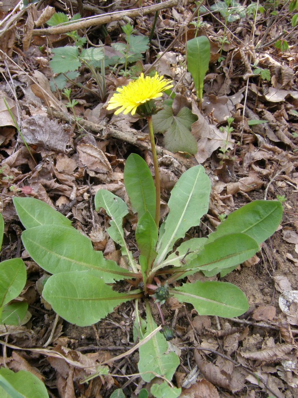 Изображение особи Taraxacum thracicum.