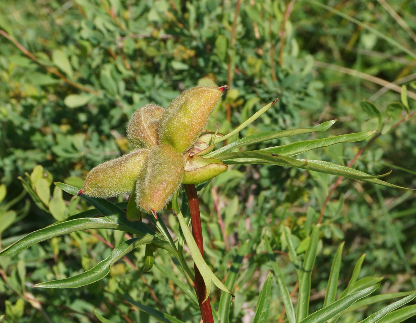 Image of Paeonia hybrida specimen.