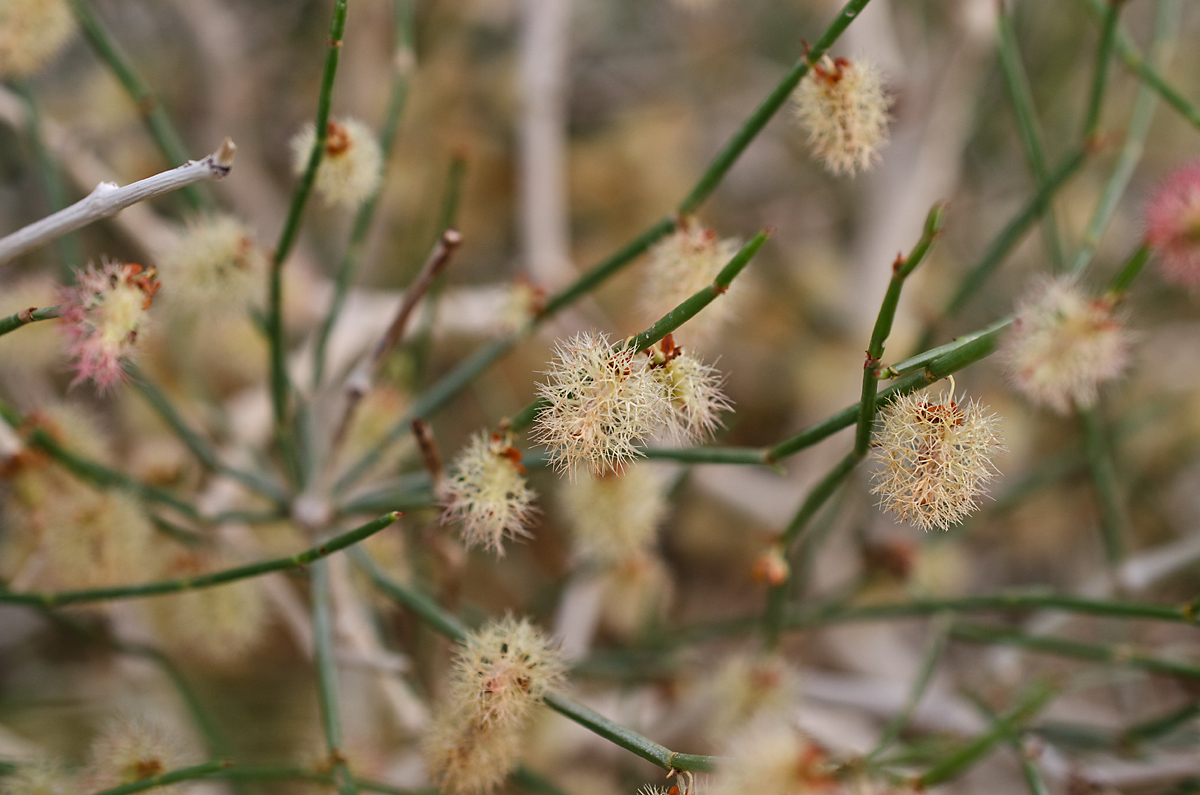 Image of Calligonum mongolicum specimen.