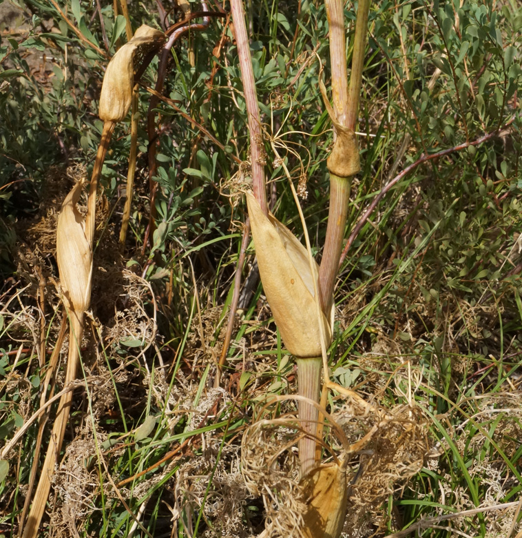 Изображение особи Ferula songarica.