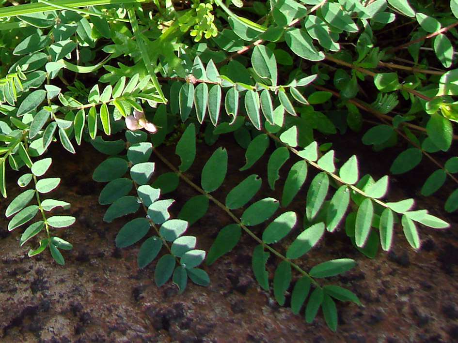 Image of Astragalus alpinus specimen.