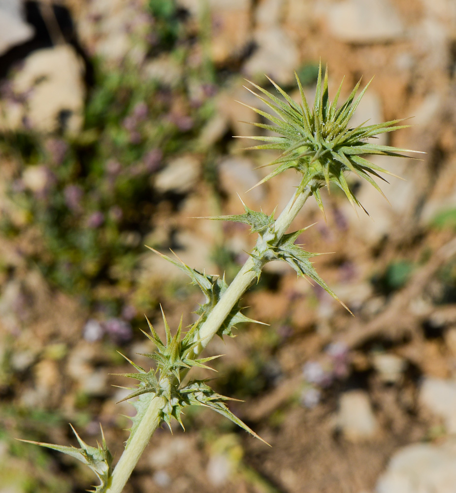 Image of Cousinia libanotica specimen.