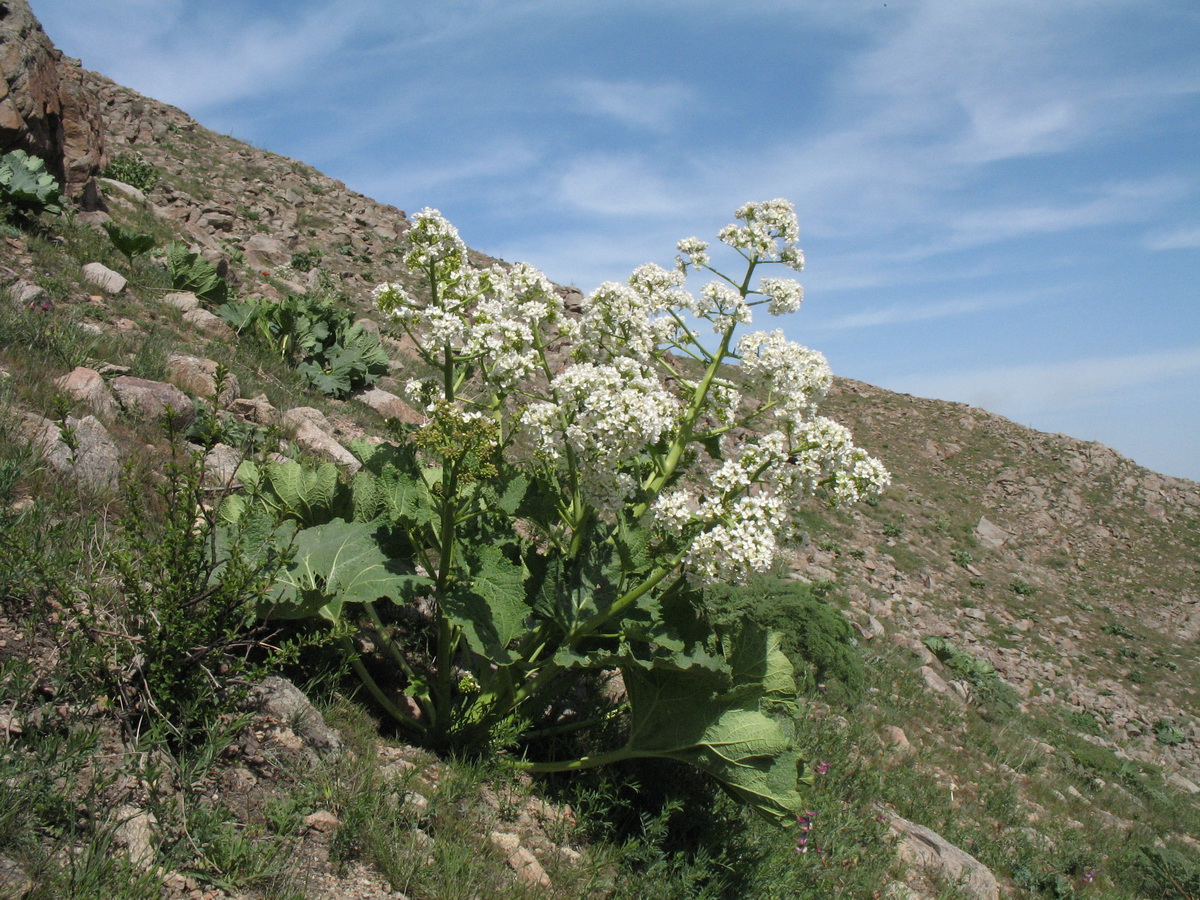 Изображение особи Crambe kotschyana.