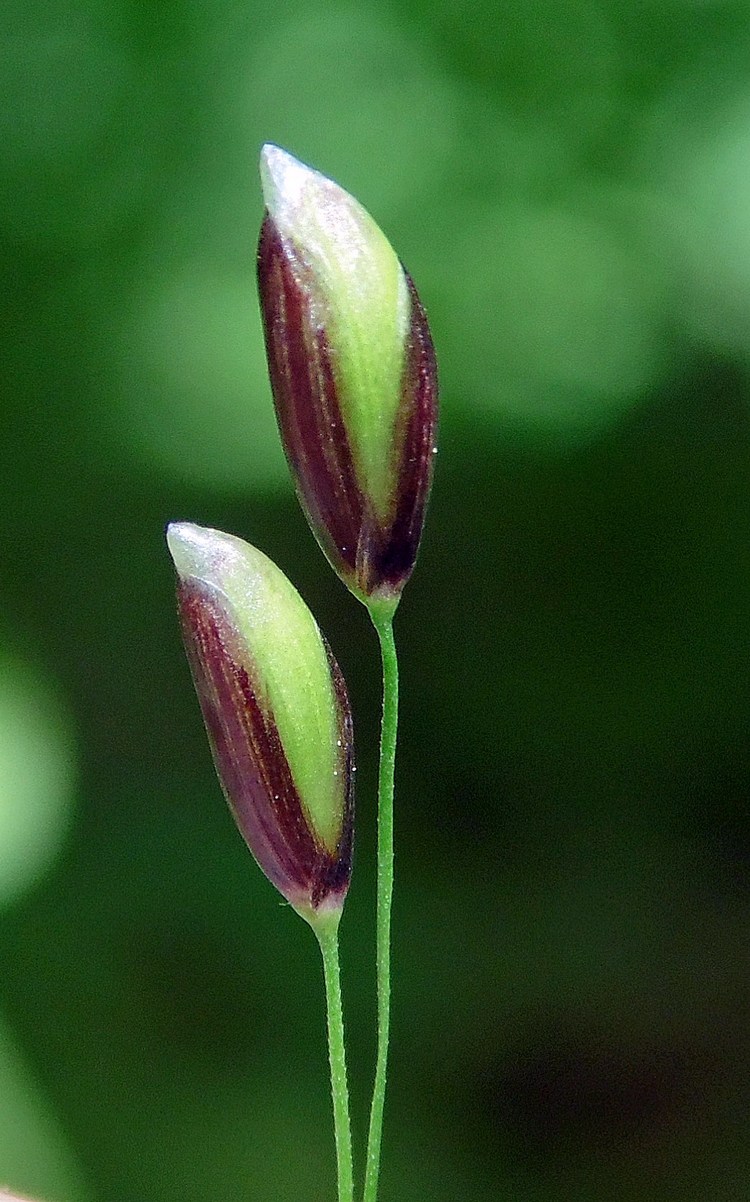 Image of Melica uniflora specimen.