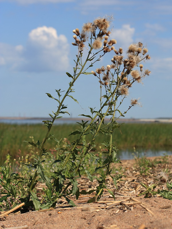 Изображение особи Cirsium arvense.