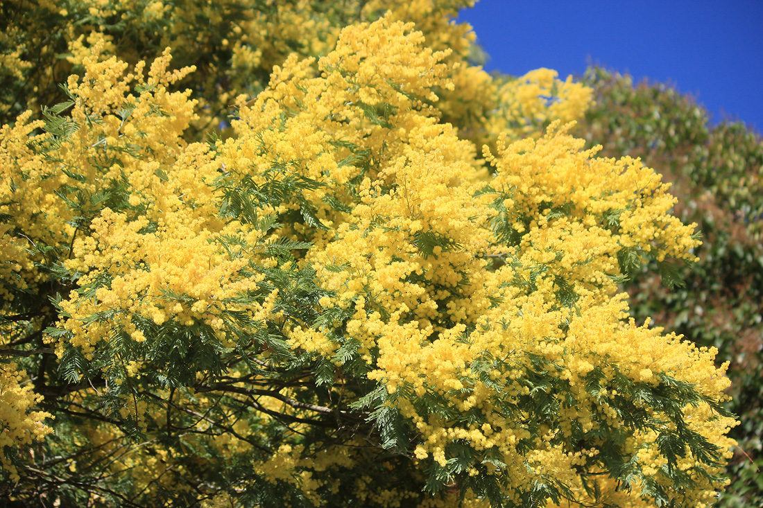 Изображение особи Acacia dealbata.