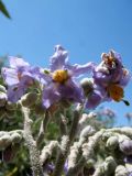 Смотреть изображение Solanum mauritianum