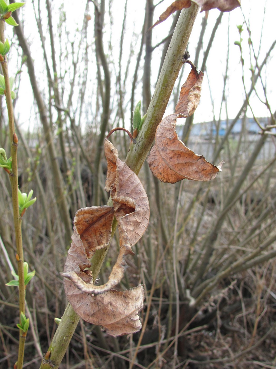 Image of Salix triandra specimen.