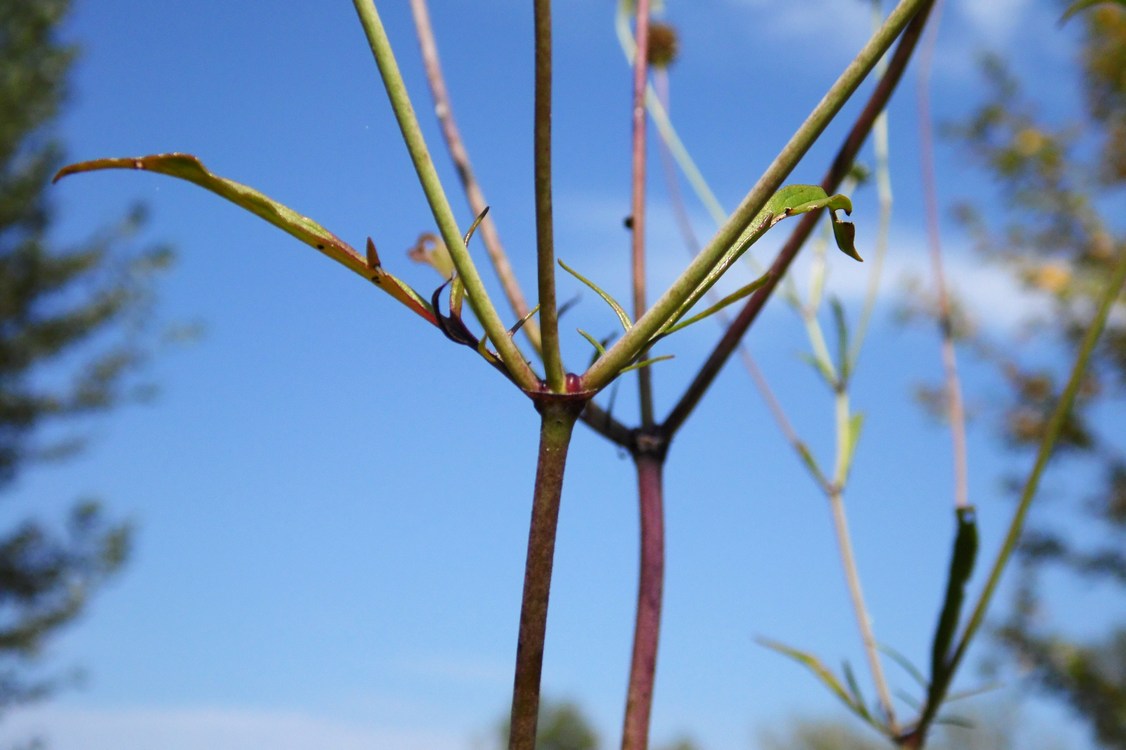 Image of Scabiosa ochroleuca specimen.