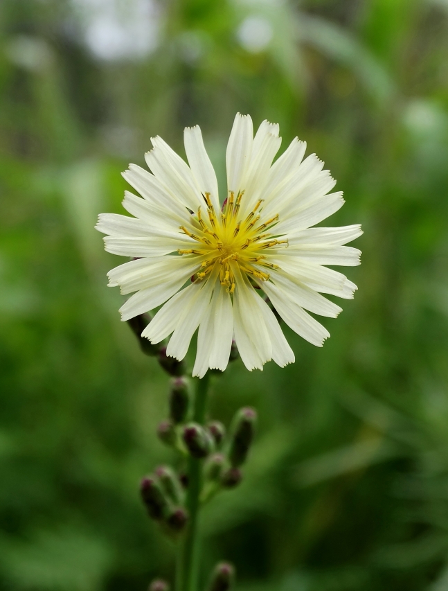 Изображение особи Lactuca indica.